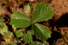 Potentilla sterilis / Erdbeer-Fingerkraut / Rosaceae / Rosengewchse