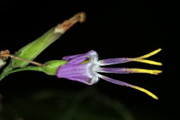 Prenanthes purpurea / Hasenlattich / Asteraceae / Korbbltengewchse