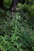 Prenanthes purpurea / Hasenlattich / Asteraceae / Korbblütengewächse