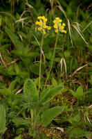 Primula veris / Wiesen-Schlsselblume / Primulaceae / Primelgewchse