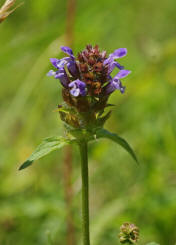 Prunella vulgaris / Kleinbltige Braunelle / Lamiaceae / Lippenbltengewchse