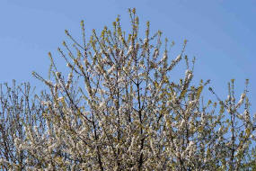 Prunus avium / Vogel-Kirsche / Rosaceae / Rosengewächse