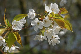 Prunus avium / Vogel-Kirsche / Rosaceae / Rosengewchse