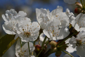 Prunus avium / Vogel-Kirsche / Rosaceae / Rosengewchse