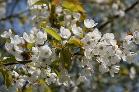 Prunus avium / Vogel-Kirsche / Rosaceae / Rosengewchse