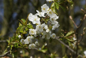 Prunus avium / Vogel-Kirsche / Rosaceae / Rosengewchse