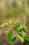 Prunus padus ssp. padus / Gewhnliche Trauben-Kirsche / Ahl-Kirsche / Rosaceae / Rosengewchse