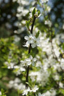 Prunus spinosa / Schlehe / Schwarzdorn / Rosaceae / Rosengewchse