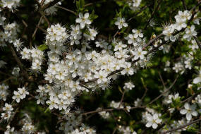 Prunus spinosa / Schlehe / Schwarzdorn / Rosaceae / Rosengewchse