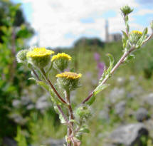 Pulicaria vulgaris / Kleines Flohkraut / Asteraceae / Korbbltengewchse