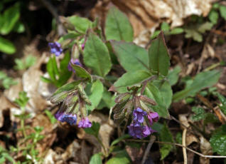 Pulmonaria mollis / Weiches Lungenkraut / Boraginaceae / Raublattgewchse