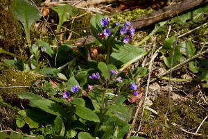 Pulmonaria mollis / Weiches Lungenkraut / Boraginaceae / Raublattgewchse