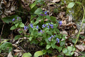 Pulmonaria mollis / Weiches Lungenkraut / Boraginaceae / Raublattgewchse