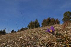 Pulsatilla vulgaris ssp. vulgaris / Gewhnliche Kuhschelle / Kchenschelle / Ranunculaceae / Hahnenfugewchse