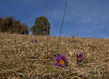 Pulsatilla vulgaris ssp. vulgaris / Gewhnliche Kuhschelle / Kchenschelle / Ranunculaceae / Hahnenfugewchse