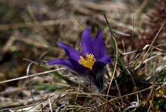 Pulsatilla vulgaris ssp. vulgaris / Gewhnliche Kuhschelle / Kchenschelle / Ranunculaceae / Hahnenfugewchse