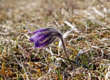 Pulsatilla vulgaris ssp. vulgaris / Gewhnliche Kuhschelle / Kchenschelle / Ranunculaceae / Hahnenfugewchse