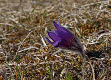 Pulsatilla vulgaris ssp. vulgaris / Gewhnliche Kuhschelle / Kchenschelle / Ranunculaceae / Hahnenfugewchse