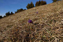 Pulsatilla vulgaris ssp. vulgaris / Gewhnliche Kuhschelle / Kchenschelle / Ranunculaceae / Hahnenfugewchse