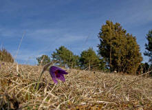 Pulsatilla vulgaris ssp. vulgaris / Gewhnliche Kuhschelle / Kchenschelle / Ranunculaceae / Hahnenfugewchse