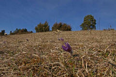 Pulsatilla vulgaris ssp. vulgaris / Gewhnliche Kuhschelle / Kchenschelle / Ranunculaceae / Hahnenfugewchse