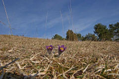 Pulsatilla vulgaris ssp. vulgaris / Gewhnliche Kuhschelle / Kchenschelle / Ranunculaceae / Hahnenfugewchse