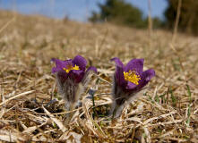 Pulsatilla vulgaris ssp. vulgaris / Gewhnliche Kuhschelle / Kchenschelle / Ranunculaceae / Hahnenfugewchse