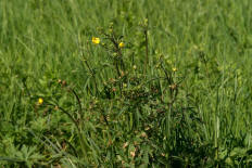 Ranunculus acris / Scharfer Hahnenfu / Ranunculaceae / Hahnenfugewchse