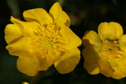 Ranunculus acris / Scharfer Hahnenfu / Ranunculaceae / Hahnenfugewchse