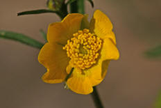 Ranunculus acris / Scharfer Hahnenfu / Ranunculaceae / Hahnenfugewchse