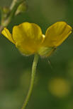 Ranunculus acris / Scharfer Hahnenfu / Ranunculaceae / Hahnenfugewchse