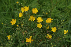 Ranunculus acris / Scharfer Hahnenfu / Ranunculaceae / Hahnenfugewchse