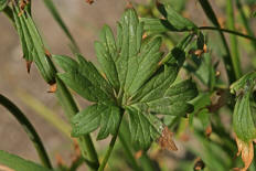 Ranunculus acris / Scharfer Hahnenfu / Ranunculaceae / Hahnenfugewchse