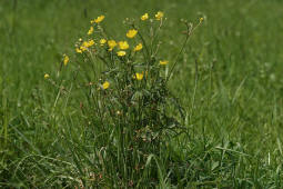 Ranunculus acris / Scharfer Hahnenfu / Ranunculaceae / Hahnenfugewchse