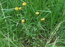 Ranunculus bulbosus / Knolliger Hahnenfu / Ranunculaceae / Hahnenfugewchse