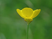 Ranunculus bulbosus / Knolliger Hahnenfu / Ranunculaceae / Hahnenfugewchse