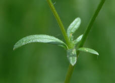 Ranunculus bulbosus / Knolliger Hahnenfu / Ranunculaceae / Hahnenfugewchse