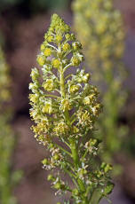 Reseda lutea / Gelber Wau / Resedaceae / Resedengewchse