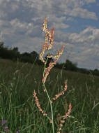 Rumex acetosa / Groer Sauerampfer / Polygonaceae / Knterichgewchse