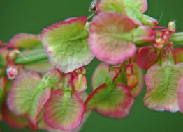 Rumex acetosa / Groer Sauerampfer / Polygonaceae / Knterichgewchse