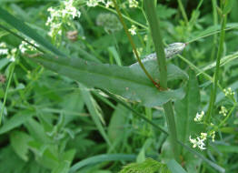 Rumex acetosa / Groer Sauerampfer / Polygonaceae / Knterichgewchse