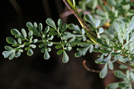 Ruta graveolens / Weinraute / Rutaceae / Rautengewchse