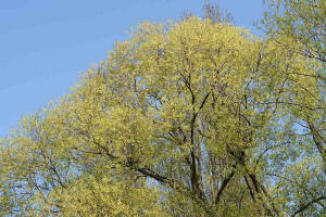 Salix alba / Silber Weide / Salicaceae / Weidengewchse