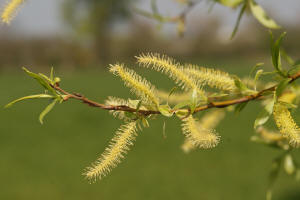 Salix alba / Silber Weide / Salicaceae / Weidengewchse (Mnnliche Ktzchen)