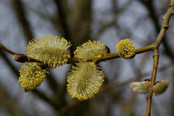 Salix caprea / Salweide / Salicaceae / Weidengewchse (mnnliche Ktzchen)