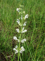 Salvia pratensis / Wiesen-Salbei / Weie Farbvariante