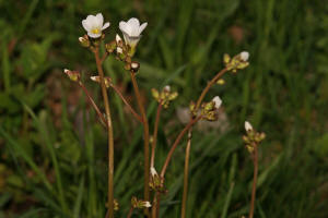 Saxifraga granulata / Knllchen-Steinbrech / Saxifragaceae / Steinbrechgewchse