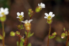 Saxifraga tridactylites / Dreifinger-Steinbrech / Saxifragaceae / Steinbrechgewchse