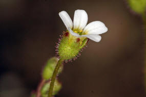 Saxifraga tridactylites / Dreifinger-Steinbrech / Saxifragaceae / Steinbrechgewchse