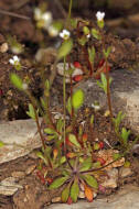 Saxifraga tridactylites / Dreifinger-Steinbrech / Saxifragaceae / Steinbrechgewchse